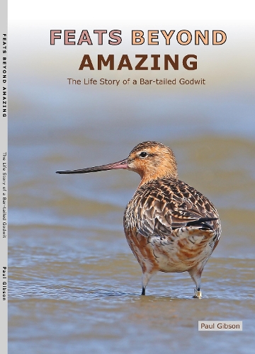 Cover of FEATS BEYOND AMAZING: The Life Story of a Bar-tailed Godwit