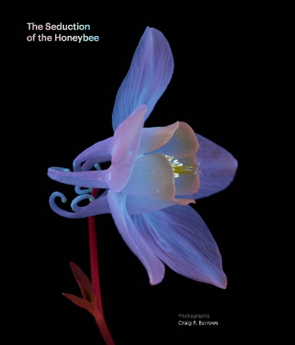 Cover of The Seduction of the Honeybee: And What It Means For You and Me